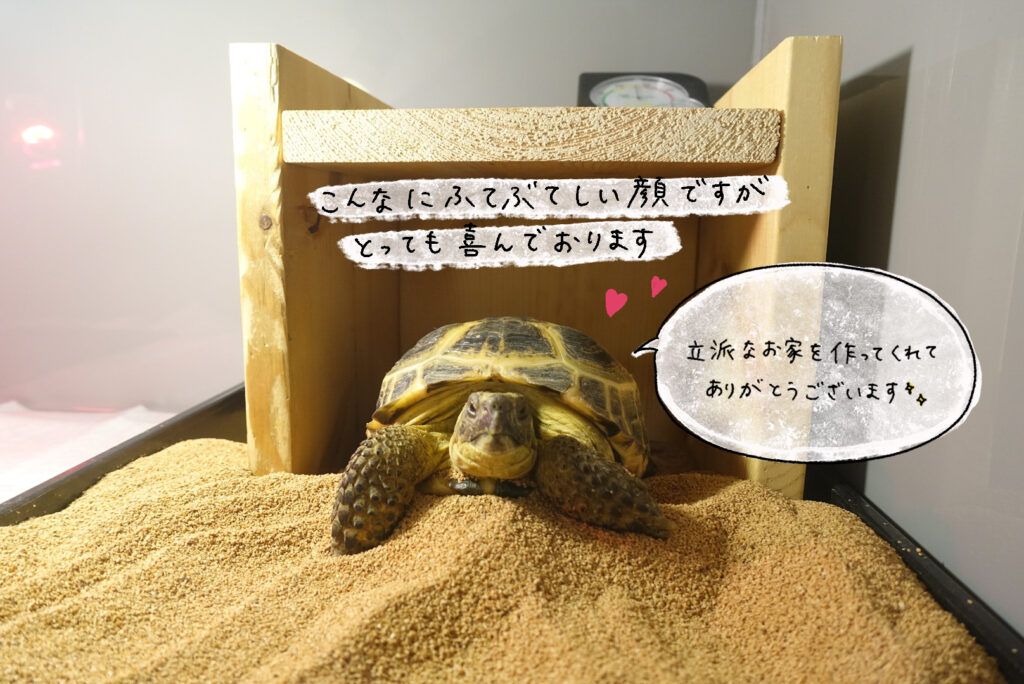 前回の塩ビ加工アイテム(リクガメケージ)を実際に使ってみた！ | 埼玉 